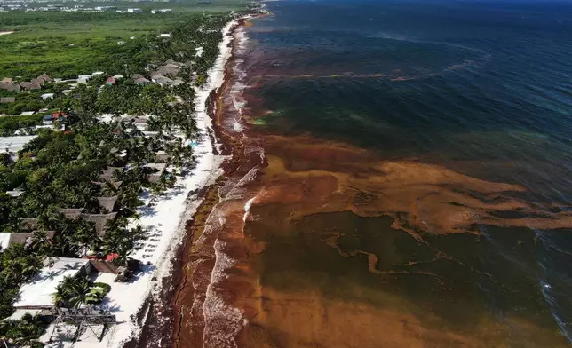 Sargassum gathers in the water off the coast of Tulum, Mexico, Thursday, July 30, 2026. (AP Photo/Fernando Llano)