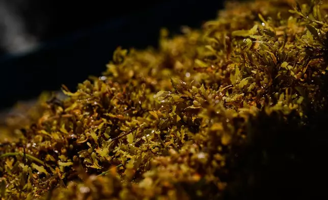 Sargassum gathers in the water off the coast of Tulum, Mexico, Thursday, July 30, 2026. (AP Photo/Fernando Llano)