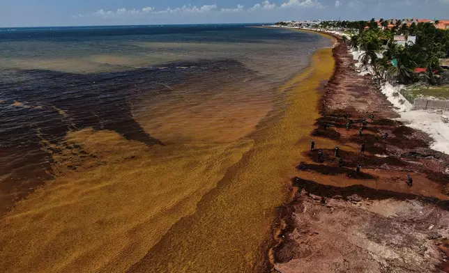 Members of the Mexican Navy remove sargassum that accumulated along the shore of Puerto Morelos, Mexico, Thursday, July 30, 2026. (AP Photo/Fernando Llano)