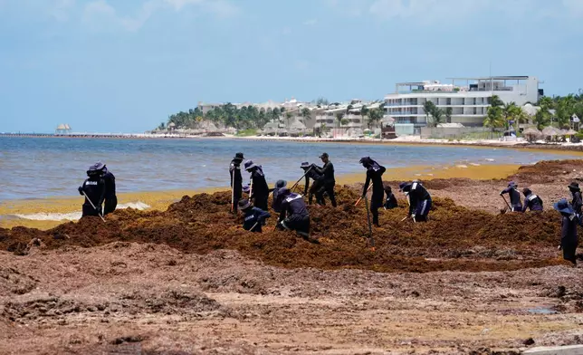 Members of Mexican Navy remove sargassum along the shore of Puerto Morelos, Mexico, Thursday, July 30, 2026. (AP Photo/Fernando Llano)