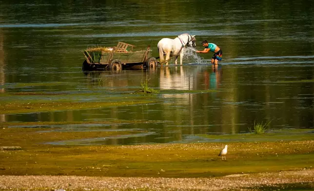 A man splashes water on a horse to cool it off next to a bank of sand on the Danube River, as usually submerged areas are exposed due to extreme low levels of the water following an extended period of drought in Roseti, Romania, Wednesday, July 29, 2026. (AP Photo/Andreea Alexandru)