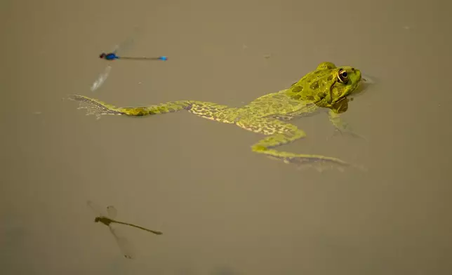 A frog floats in a puddle in an area that is usually submerged along the Danube River that is exposed due to low water levels in Rasova, Romania, Monday, Aug. 3 2026. (AP Photo/Andreea Alexandru)