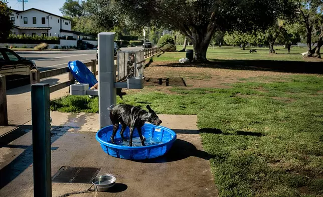 Rio, a 9-year-old German Shorthaired Pointer, cools off in a kiddie pool at Libbit Park in the Encino neighborhood of Los Angeles on Saturday, Aug. 1, 2026. (AP Photo/Richard Vogel)