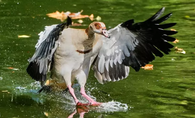 An Egyptian goose lands on the river Main in Frankfurt, Germany, Tuesday, Aug. 11, 2026. (AP Photo/Michael Probst)