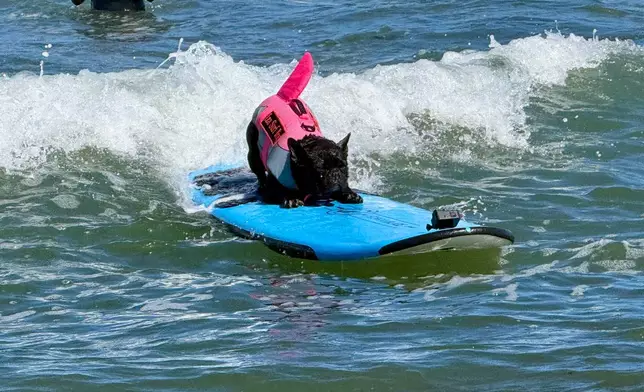 A dog catches a wave during the World Dog Surfing Championships, Saturday, Aug. 1, 2026, in Pacifica, Calif. (AP Photo/Haven Daley)