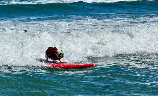 A dog catches a wave during the World Dog Surfing Championships, Saturday, Aug. 1, 2026, in Pacifica, Calif. (AP Photo/Haven Daley)