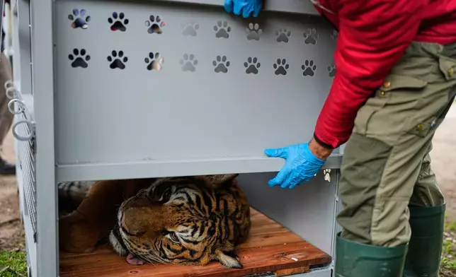 A tiger lies in a crate as a Four Paws animal welfare organization member prepares for its transfer from a shuttered zoo to a sanctuary in South Africa, in Lujan, Argentina, Friday, Aug. 14, 2026. (AP Photo/Natacha Pisarenko)