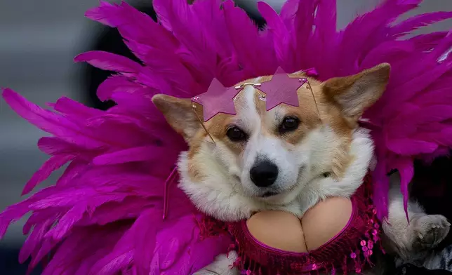 A corgi dog participates in a fashion show during a international event Corgi Race Vilnius 2026 in Vilnius, Lithuania, Saturday, Aug. 15, 2026. (AP Photo/Mindaugas Kulbis)