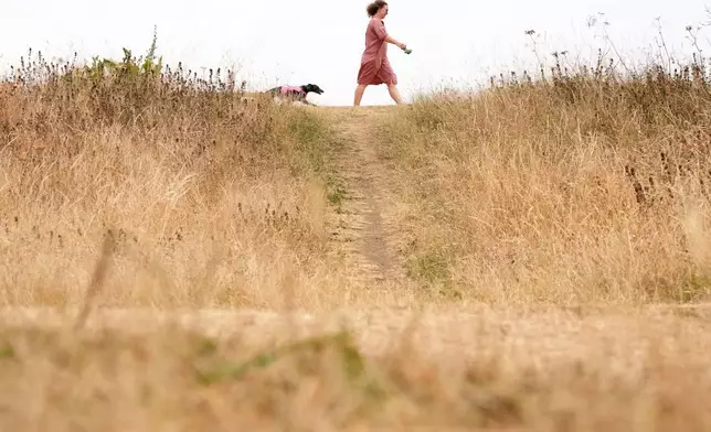 A dog walker walks through dried vegetation in a park, amid drought conditions in London, Tuesday, Aug. 4, 2026. (AP Photo/Kirsty Wigglesworth)