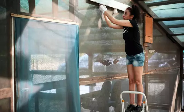 Alessandra Tommasini looks for Common Pipistrelle bats (Pipistrellus pipistrellus), in a shelter for displaced bats run by her "Tutela Pipistrelli" Italian Bat Conservation Association, in Rome, Wednesday, July 29, 2026. (AP Photo/Andrew Medichini)