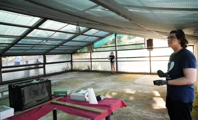 Alessandra Tommasini, background and Alessandro Paggi evaluate the flying g capabilities of Common Pipistrelle bats (Pipistrellus pipistrellus) in a shelter for displaced bats run by the "Tutela Pipistrelli" Italian Bat Conservation Association, in Rome, Wednesday, July 29, 2026. (AP Photo/Andrew Medichini)
