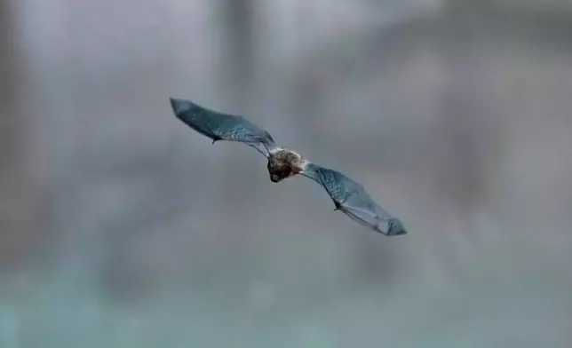 A Common Pipistrelle bat (Pipistrellus pipistrellus) flies in a shelter for displaced bats run by the "Tutela Pipistrelli" Italian Bat Conservation Association, in Rome, Wednesday, July 29, 2026. (AP Photo/Andrew Medichini)