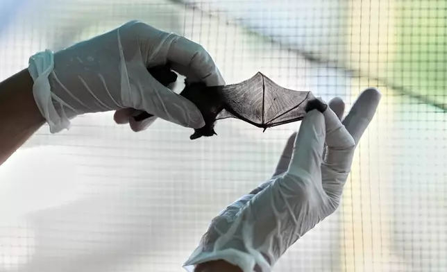 Alessandra Tommasini holds a Common Pipistrelle bat (Pipistrellus pipistrellus) in a shelter for displaced bats run by her "Tutela Pipistrelli" Italian Bat Conservation Association, in Rome, Wednesday, July 29, 2026. (AP Photo/Andrew Medichini)