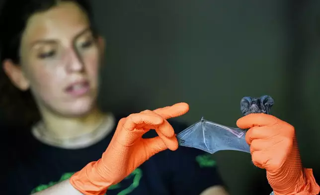 Francesca Gentili holds a European free-tailed bat (Tadarida teniotis) in a shelter for displaced bats run by the "Tutela Pipistrelli" Italian Bat Conservation Association where she volunteers, in Rome, Wednesday, July 29, 2026. (AP Photo/Andrew Medichini)