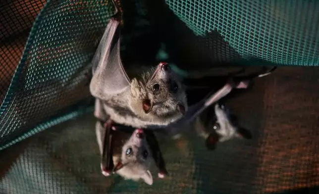 A view of Egyptian fruit bats (Rousettus aegyptiacus) in a shelter for displaced bats run by the "Tutela Pipistrelli" Italian Bat Conservation Association, in Rome, Wednesday, July 29, 2026. (AP Photo/Andrew Medichini