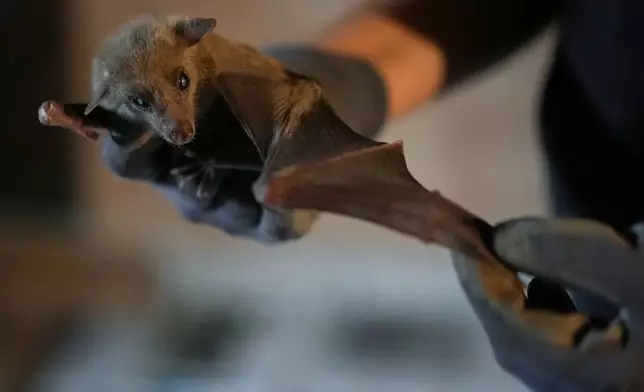 Francesca Gentili holds an Egyptian fruit bat (Rousettus aegyptiacus) in a shelter for displaced bats run by the "Tutela Pipistrelli" Italian Bat Conservation Association where she volunteers, in Rome, Wednesday, July 29, 2026. (AP Photo/Andrew Medichini)