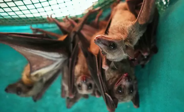 A view of Egyptian fruit bats (Rousettus aegyptiacus) in a shelter for displaced bats run by the "Tutela Pipistrelli" Italian Bat Conservation Association, in Rome, Wednesday, July 29, 2026. (AP Photo/Andrew Medichini