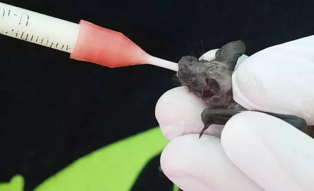 Francesca Gentili feeds milk to a Common Pipistrelle bat (Pipistrellus pipistrellus) in a shelter for displaced bats run by the"Tutela Pipistrelli" Italian Bat Conservation Associationn where she volunteers, in Rome, Wednesday, July 29, 2026. (AP Photo/Andrew Medichini)