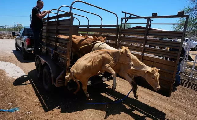 A rancher unloads calves at the pens of the regional cattle ranchers association ahead of the announced reopening of the U.S. border to Mexican cattle imports, in Hermosillo, Mexico, Monday, Aug. 17, 2026. (AP Photo/Fernando Llano)