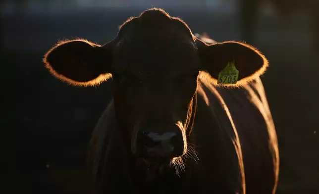 A calf stands in a pen for inspection for export to the United States at a regional cattle ranchers association in Hermosillo, Mexico, Tuesday, Aug. 18, 2026, ahead of the reopening of the U.S. border to Mexican cattle imports. (AP Photo/Fernando Llano)