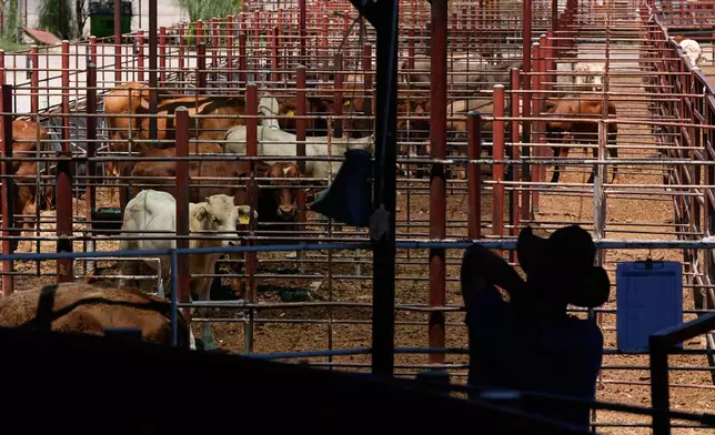 Cattle rest in pens during an auction at a livestock market in Hermosillo, Mexico, Tuesday, Aug. 18, 2026, ahead of the reopening of the U.S. border to Mexican cattle imports. (AP Photo/Fernando Llano)