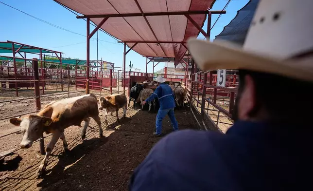 Handlers sort calves at the pens of a regional cattle ranchers association ahead of the announced reopening of the U.S. border to Mexican cattle imports, in Hermosillo, Mexico, Monday, Aug. 17, 2026. (AP Photo/Fernando Llano)