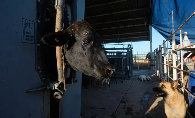 A herding dog waits as a calf is treated during an inspection for export to the United States at a regional cattle ranchers association in Hermosillo, Mexico, Tuesday, Aug. 18, 2026, ahead of the reopening of the U.S. border to Mexican cattle imports. (AP Photo/Fernando Llano)