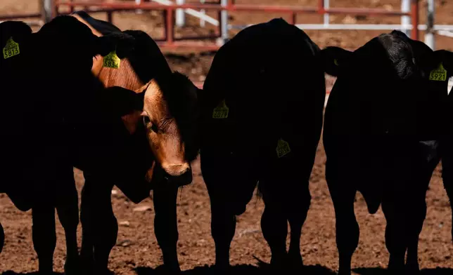Calves stand in pens before an inspection for export to the United States at a regional cattle ranchers association in Hermosillo, Mexico, Tuesday, Aug. 18, 2026, ahead of the reopening of the U.S. border to Mexican cattle imports. (AP Photo/Fernando Llano)