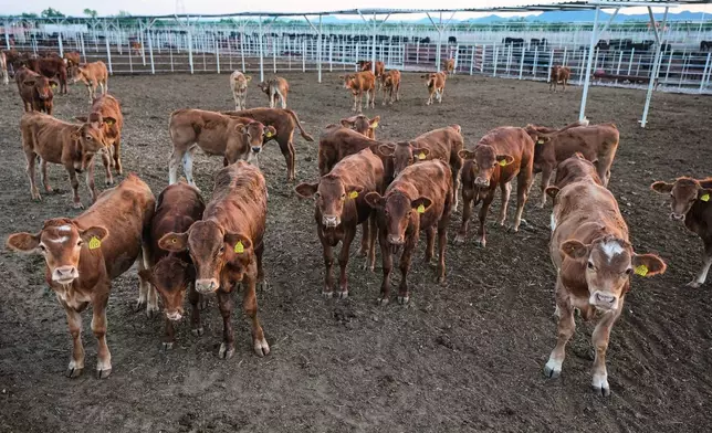 Calves stand in pens before an inspection for export to the United States at a regional cattle ranchers association in Hermosillo, Mexico, Tuesday, Aug. 18, 2026, ahead of the reopening of the U.S. border to Mexican cattle imports. (AP Photo/Fernando Llano)