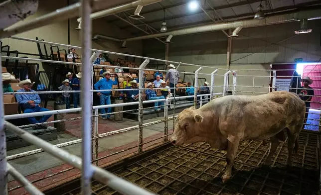 Cattle are auctioned at a livestock market in Hermosillo, Mexico, Tuesday, Aug. 18, 2026, ahead of the reopening of the U.S. border to Mexican cattle imports. (AP Photo/Fernando Llano)