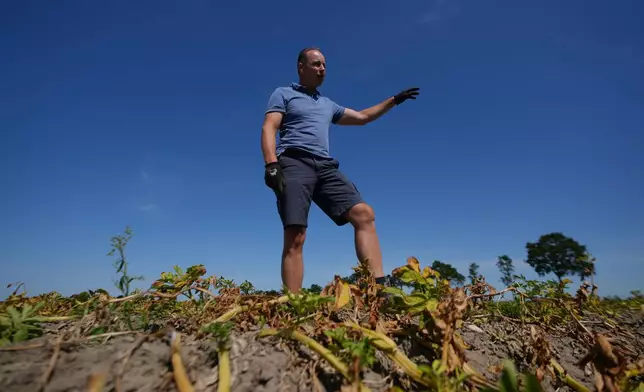 Farmer Henrik Jan ten Cate stands in his potato field, affected by the drought, in Poortvliet, Netherlands, Tuesday, Aug. 11, 2026. (AP Photo/Virginia Mayo)