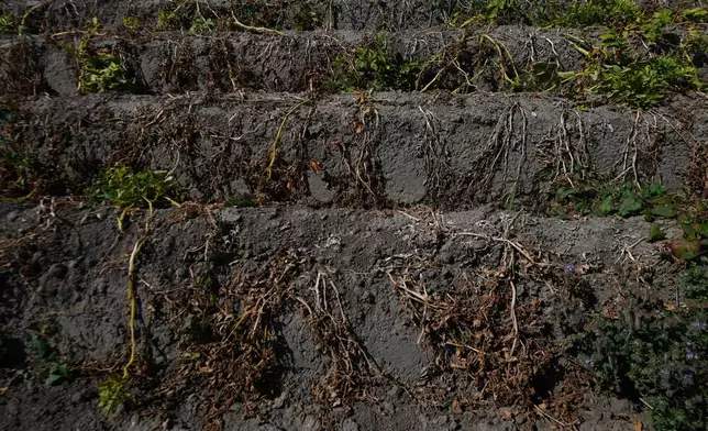 A potato field affected by the drought in Poortvliet, Netherlands, Tuesday, Aug. 11, 2026. (AP Photo/Virginia Mayo)