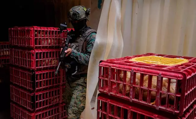An Ecuadorian soldiers stands inside a poultry shop during a ground operation in Manta, Ecuador, Wednesday, Aug. 26, 2026. Military and police forces continue security operations in areas affected by organized crime. (AP Photo/Cesar Munoz)