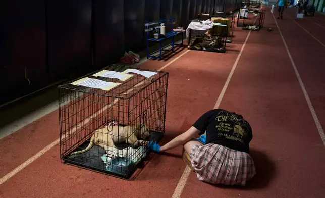 A volunteer tends to a dog rescued from recent wildfires at a temporary shelter inside a stadium in Megara, Greece, Wednesday, Aug. 5, 2026. (AP Photo/Petros Giannakouris)