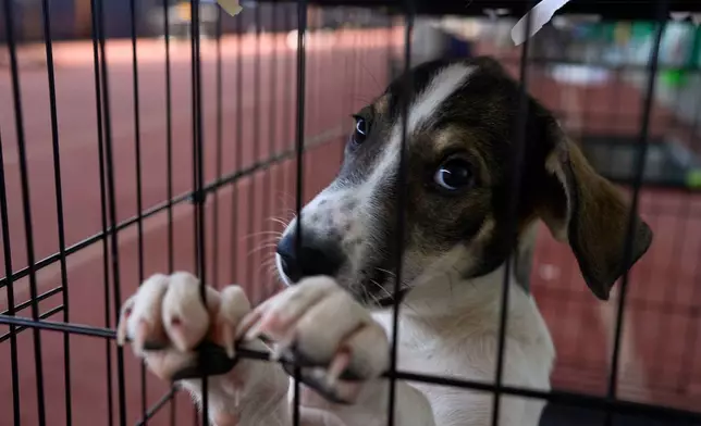 A dogs rescued from recent wildfires looks on at a temporary shelter inside a stadium in Megara, Greece, Wednesday, Aug. 5, 2026. (AP Photo/Petros Giannakouris)