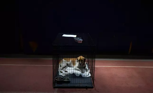 A dog rescued from recent wildfires rests in a crate at a temporary animal shelter inside a stadium in Megara, west of Athens, Greece, Wednesday, Aug. 5, 2026. (AP Photo/Petros Giannakouris)