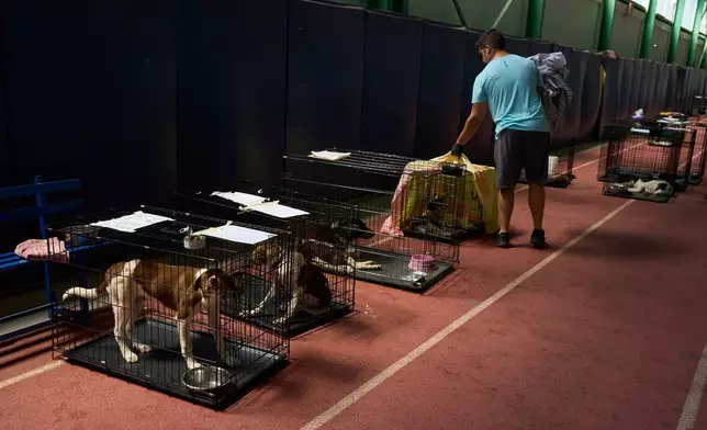 A volunteer tends to dogs rescued from recent wildfires at a temporary shelter inside a stadium in Megara, Greece, Wednesday, Aug. 5, 2026. (AP Photo/Petros Giannakouris)