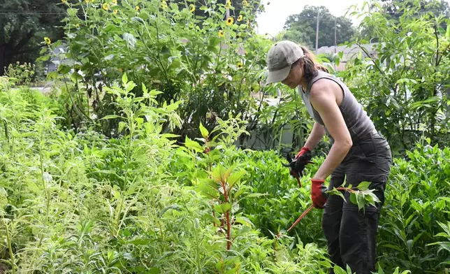 Mary Carnes works in a crowdsourced garden that is used to grow flowers on Thursday, July 23, 2026, in Memphis, Tenn. (AP Photo/Kristin M. Hall)