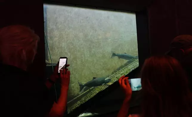 People film and take photos of salmon using the fish ladder at the Ballard Locks, Tuesday, Aug. 18, 2026, in Seattle. (AP Photo/Lindsey Wasson)