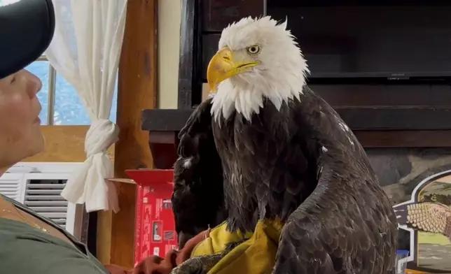 Jackie the bald eagle is examined on July 18, 2026, at the Los Angeles County Parks San Dimas Raptor Rescue Center in San Dimas, Calif. (Los Angeles County Parks San Dimas Raptor Rescue Center via AP)