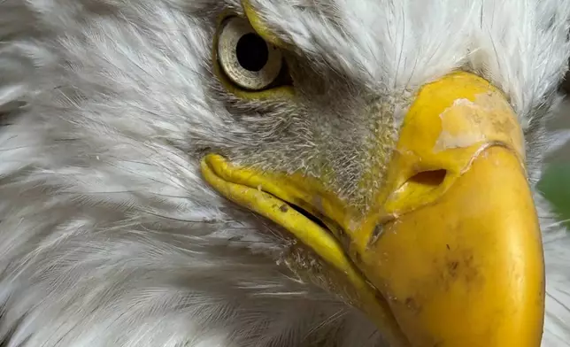 Jackie the bald eagle is examined on July 18, 2026, at the Los Angeles County Parks San Dimas Raptor Rescue Center in San Dimas, Calif. (Los Angeles County Parks San Dimas Raptor Rescue Center via AP)