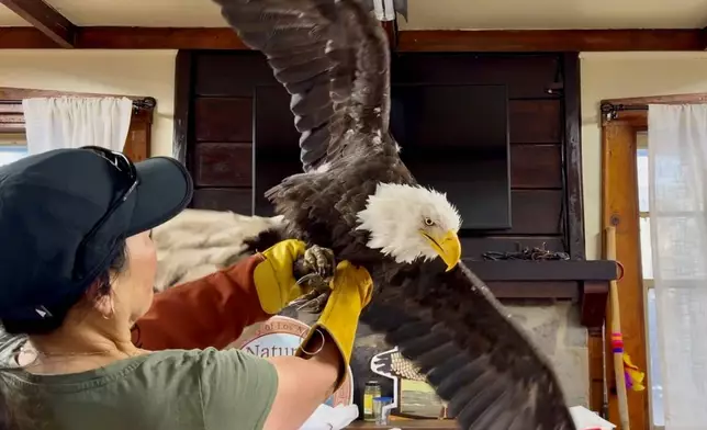 Jackie the bald eagle is examined on July 18, 2026, at the Los Angeles County Parks San Dimas Raptor Rescue Center in San Dimas, Calif. (Los Angeles County Parks San Dimas Raptor Rescue Center via AP)