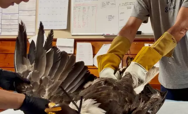 Jackie the bald eagle is examined on July 18, 2026, at the Los Angeles County Parks San Dimas Raptor Rescue Center in San Dimas, Calif. (Los Angeles County Parks San Dimas Raptor Rescue Center via AP)