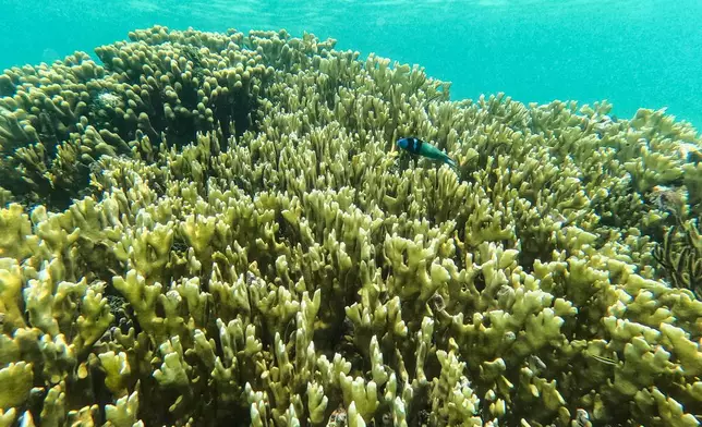 FILE - A fish swims through a coral reef in the Dutch Cays of Guna Yala on Panama's Caribbean coast, Aug. 25, 2026. (AP Photo/Matias Delacroix, File)