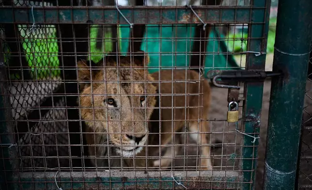 A lion looks out from a cage as members of the Four Paws animal welfare organization prepare to transfer it from the shuttered zoo to a sanctuary in the United States, in Lujan, Argentina, Friday, Aug. 14, 2026. (AP Photo/Natacha Pisarenko)