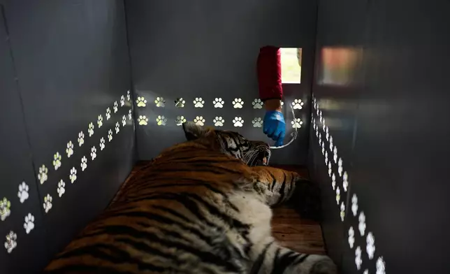 A tiger lies in a crate as Four Paws animal welfare organization members prepare for its transfer from a shuttered zoo to a sanctuary in South Africa, in Lujan, Argentina, Friday, Aug. 14, 2026. CORRECTION: Corrects sanctuary from United States to South Africa. (AP Photo/Natacha Pisarenko)