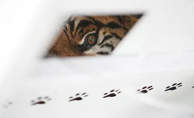 A tiger lies in a crate as Four Paws animal welfare organization members prepare for its transfer from a shuttered zoo to a sanctuary in South Africa, in Lujan, Argentina, Friday, Aug. 14, 2026. CORRECTION: Corrects sanctuary from United States to South Africa. (AP Photo/Natacha Pisarenko)