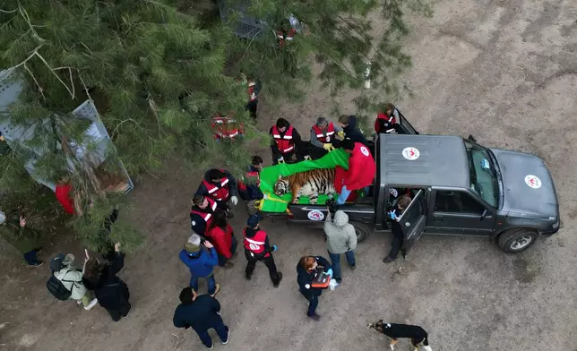 Members of the Four Paws animal welfare organization load a tiger onto a truck for its transfer from a shuttered zoo to a sanctuary in South Africa, in Lujan, Argentina, Friday, Aug. 14, 2026. CORRECTION: Corrects sanctuary from United States to South Africa. (AP Photo/Natacha Pisarenko)