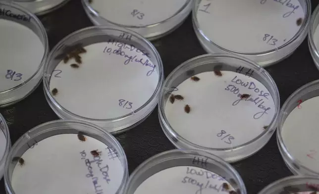 Bedbugs crawl around in Petri dishes in Christopher Hayes's Structural Pest Research Lab at North Carolina State University in Raleigh, N.C., on Monday, Aug. 3, 2026. (AP Photo/Allen G. Breed)