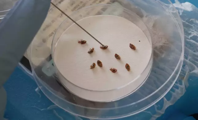 Assistant Professor Christopher Hayes uses a probe to turn over anaesthetized bedbugs in his Structural Pest Research Lab at North Carolina State University in Raleigh, N.C., on Monday, Aug. 3, 2026. (AP Photo/Allen G. Breed)